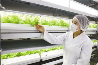 城市地下的绿色革命 日本植物工厂热潮与生物化工技术新篇